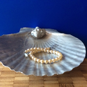 Seashell holder