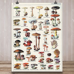 Vintage Print Edible Mushrooms "CHAMPIGNON - Millot" | Wall decoration A3 vintage poster kitchen - made by belflora