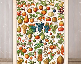 Vintage poster "FRUITS 01" | Millot Poster, Vintage Wall Decoration, Botanical Prints, Flowery Decor, Botanical art, Kitchen poster