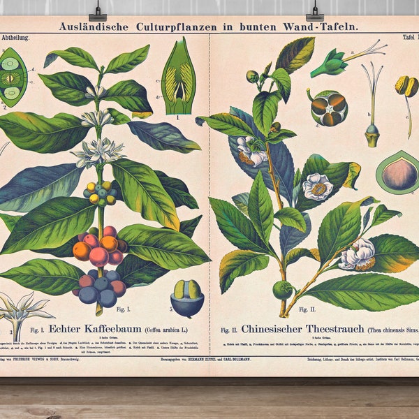 Botany Poster Vintage Print PLANTS NO.1 (Botanical Illustration) | Wall decoration country house decoration Dawanda living room - art print by belflora