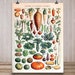 Vintage Print Poster Decoration Vegetables 'VEGETABLES 01' | Wall Decoration A3 Vintage Poster Kitchen - belflora Best Selling Item 