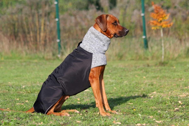 Dog coat KIRA winter coat Rhodesian Weimaraner Doberman Boxer Setter and all other dogs image 9