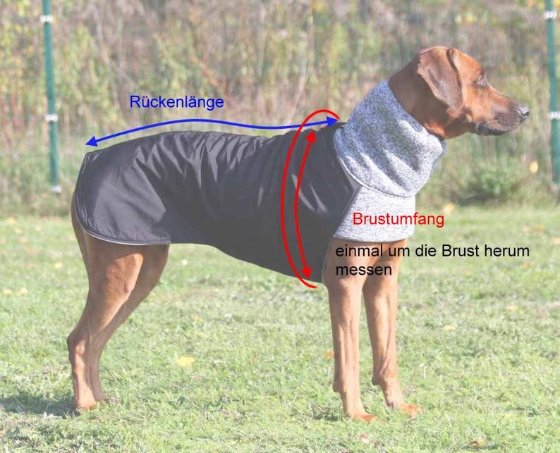 Dog coat KIRA winter coat Rhodesian Weimaraner Doberman Boxer Setter and all other dogs image 3