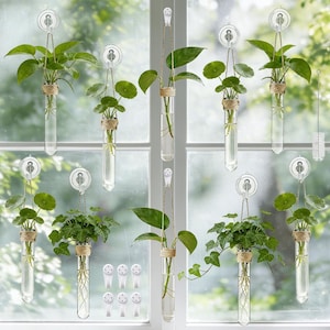 May include: Clear glass propagation tubes with various green plants suspended by twine and suction cups. The tubes are wrapped with twine at the top. A window is in the background.