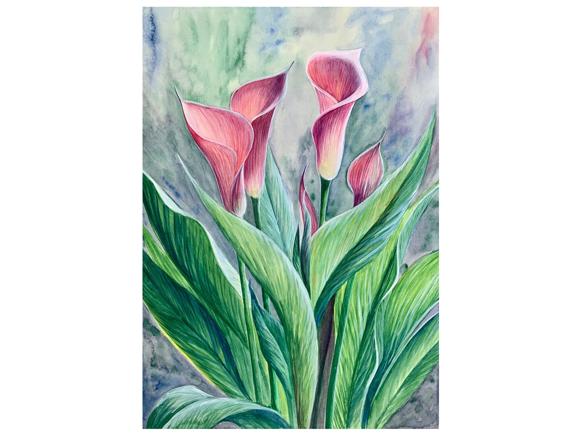 calla-lily-watercolor-illustrations-png-watercolorpng