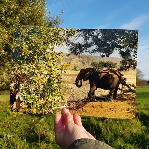 Elephant Photo, Elephant Art Print, African Elephant Picture, Elephant Art, Elephant Decor, Nature Wall Art, Wildlife Art Print