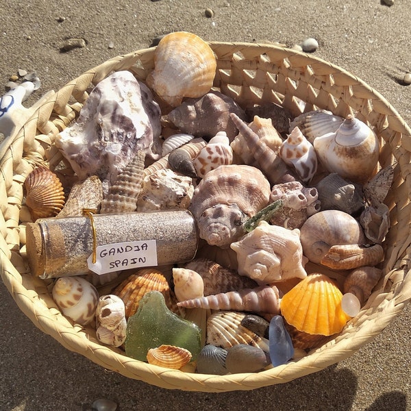 Bulk mixed sea shells, Genuine Sea Glass, Natural seashell collection, Lot of shells, aquarium fish tank decor, jewelry craft supplies, DIY