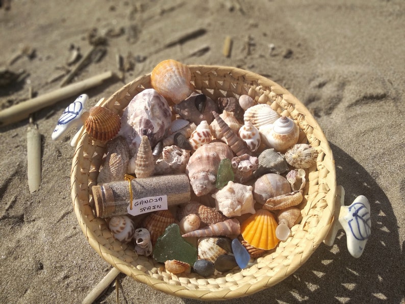Bulk Sea Shell Mix, Coastal Decoration, Nautical Decor, Summer ...