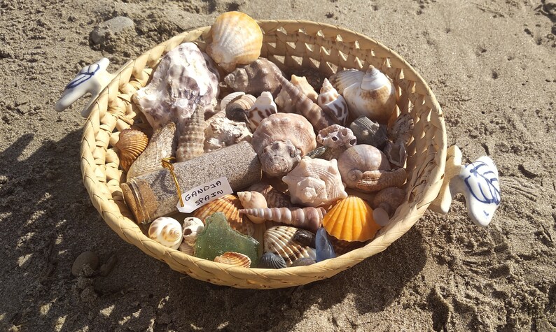 Bulk Sea Shell Mix, Coastal Decoration, Nautical Decor, Summer ...