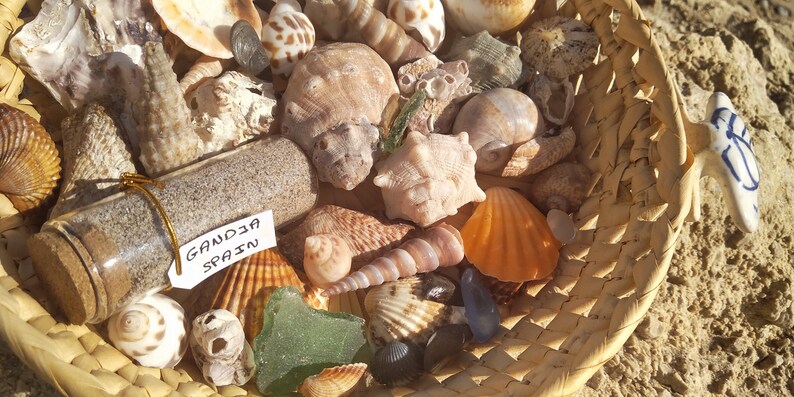 Bulk Sea Shell Mix, Coastal Decoration, Nautical Decor, Summer ...