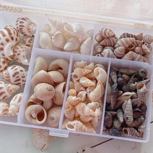 Könnte beinhalten: Ein klarer Kunststoff-Organizer gefüllt mit verschiedenen Muscheln. Die Muscheln haben unterschiedliche Formen, Größen und Farben, darunter Braun, Weiß und Beige. Der Organizer ist in Fächer unterteilt, die jeweils eine andere Art von Muschel enthalten.