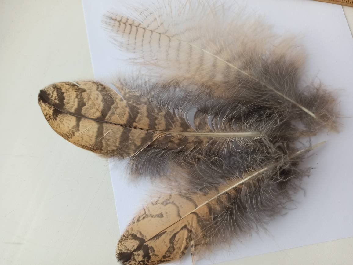 Exotic Bird Feathers for sale Only 3 left at 65