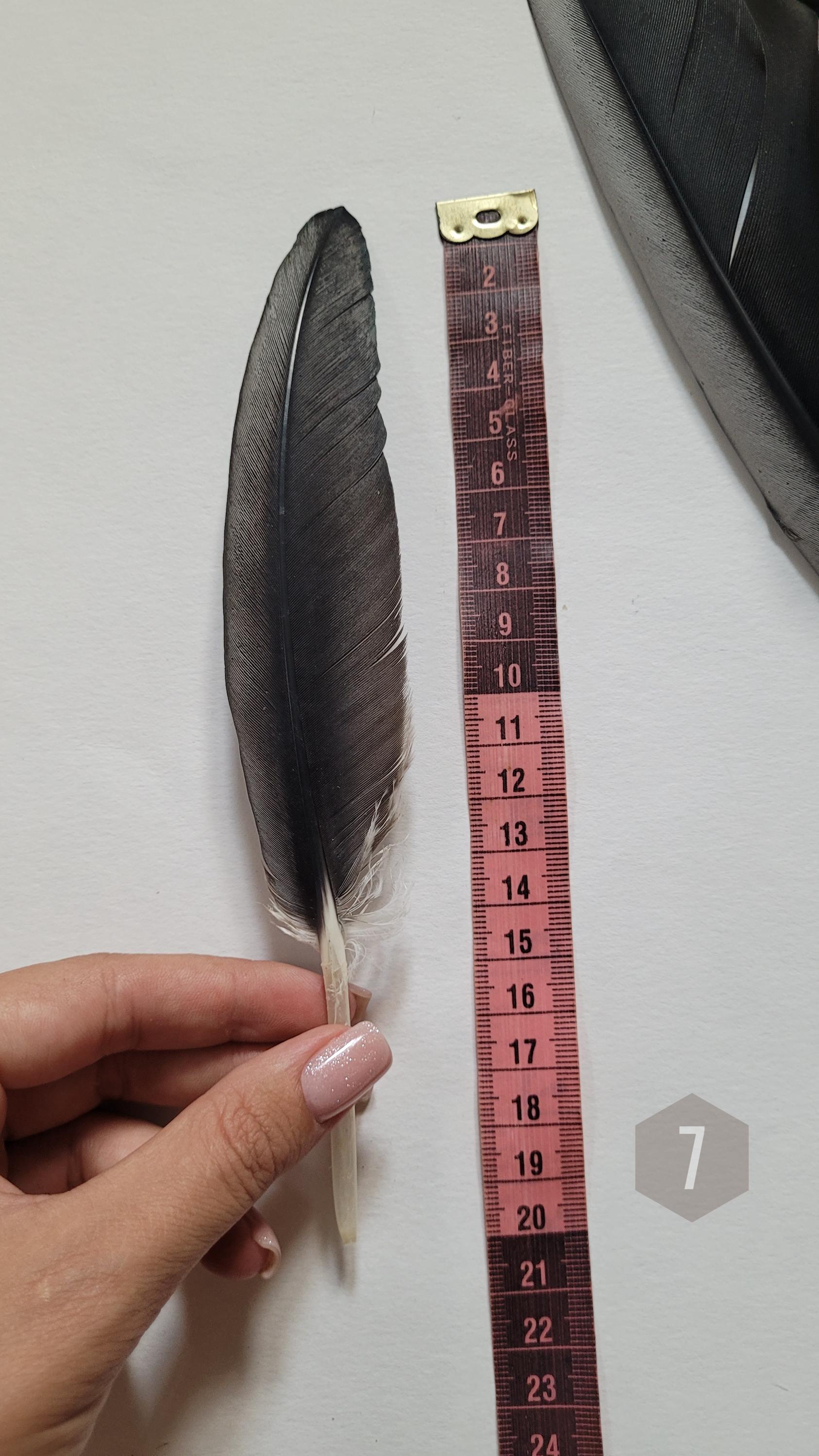 White Stork Feathers Natural Feathers Black Feathers Molted Stork Feathers  - Etsy Israel, image size:1687x3000