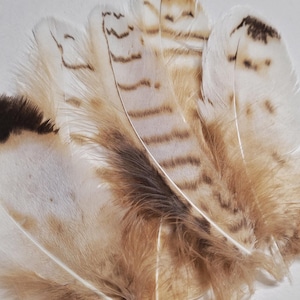 Piume naturali fuse di gufo reale vivo, piume per artigianato, per cappello per acchiappasogni
