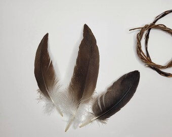 Rare feathers of live Cinereous vulture, natural molted feathers of Cinereous vulture