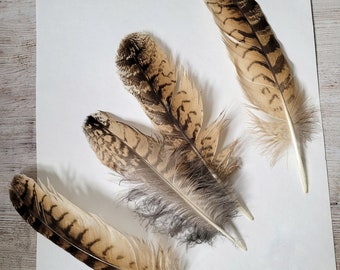 Molted Natural feathers of live Eagle owl, feathers for crafting,for hat for dream catcher