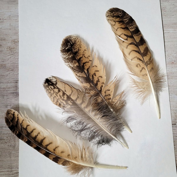 Molted Natural feathers of live Eagle owl, feathers for crafting,for hat for dream catcher