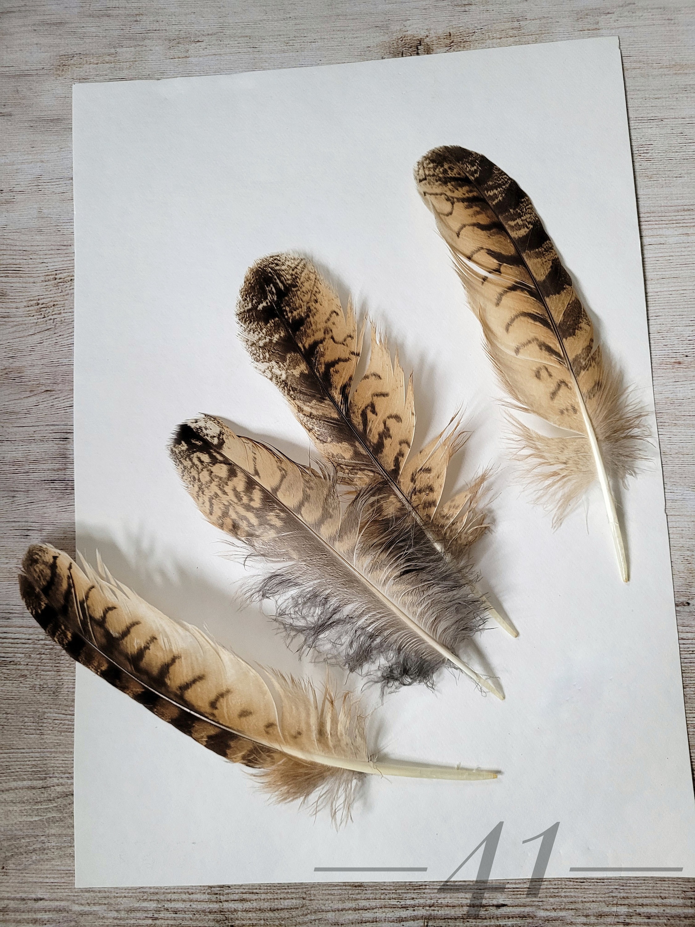 Molted Natural feathers of live Eagle owl, feathers for crafting,for hat for dream catcher