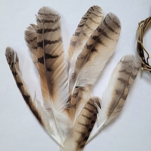 Long-eared Owl Feathers Loose feathers Bird of Prey