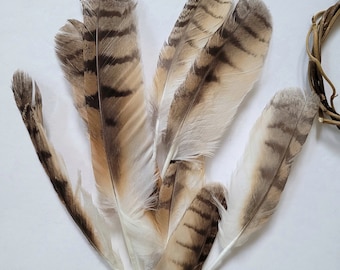 Long-eared Owl Feathers Loose feathers Bird of Prey