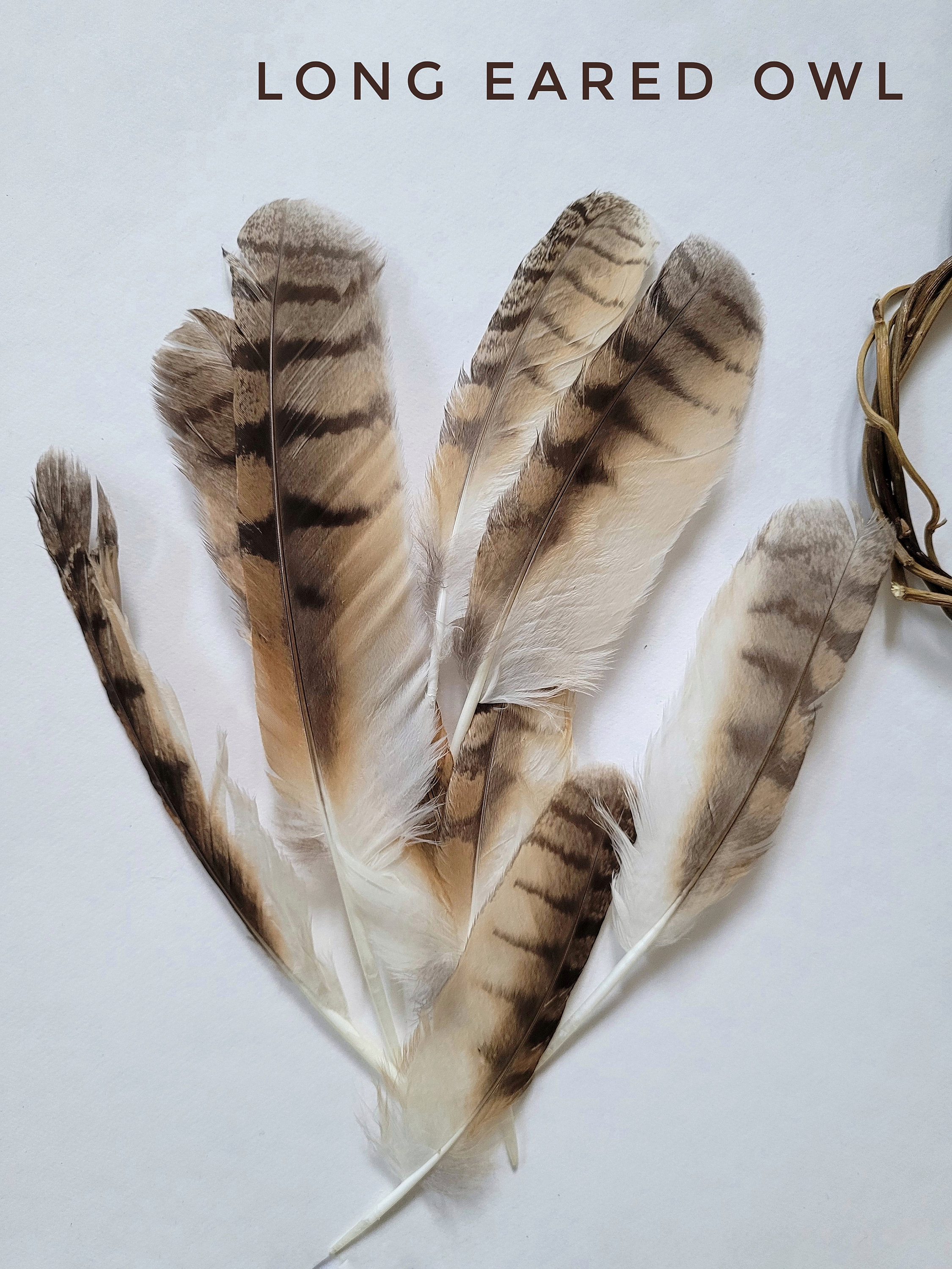 Long-eared Owl Feathers Loose feathers Bird of Prey
