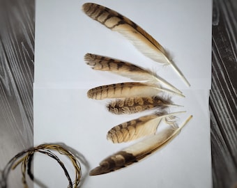 Long eared owl feathers,  loose feathers, molted natural feathers