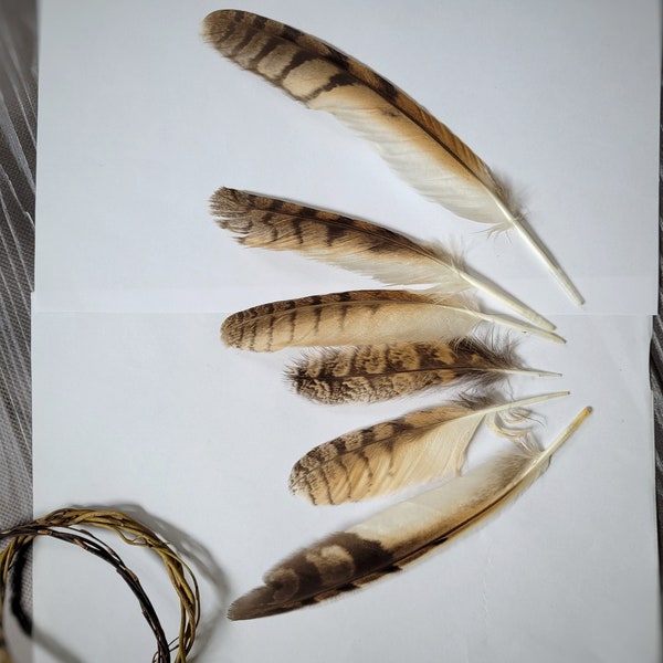 Long eared owl feathers,  loose feathers, molted natural feathers