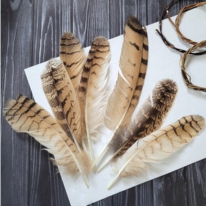 Rare Feathers Eagle Owl Hat Feathers Hair Feathers