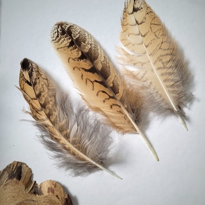Piume naturali fuse di gufo reale vivo, piume per artigianato, per cappello per acchiappasogni, piume di gufo, piume sciolte