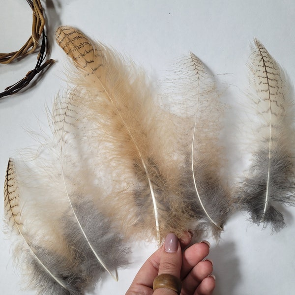 Feathers of Live Eagle Owls or Bubo Bubo Big Molted Feathers Natural Feathers