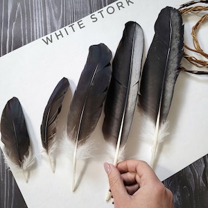 White Stork Feathers Natural feathers Black Feathers Molted Stork Feathers