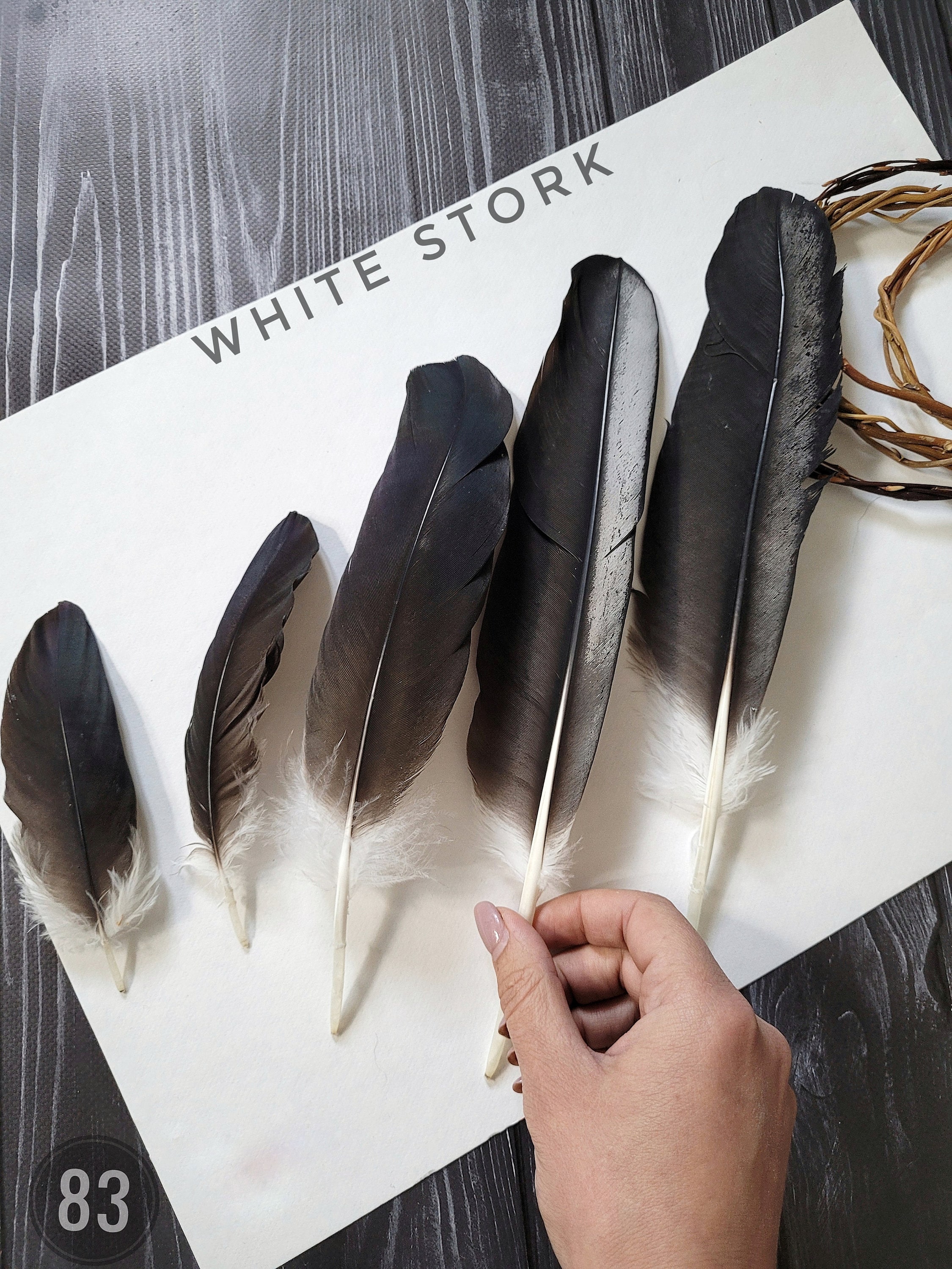 White Stork Feathers Natural Feathers Black Feathers Molted Stork Feathers  - Etsy Israel, image size:2250x3000