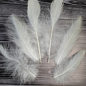 Feathers white Stork unique feather white molted feathers