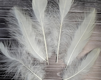 Feathers white Stork unique feather white molted feathers