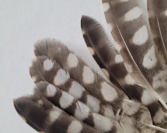 Little Owl Feathers Loose feathers Bird of Prey