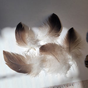 Rare Live Cinereous vulture Feather Set Moulting Feathers Natural Feathers