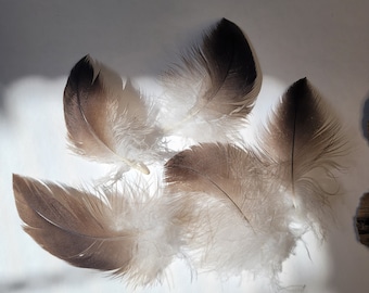 Rare Live Cinereous vulture Feather Set Moulting Feathers Natural Feathers