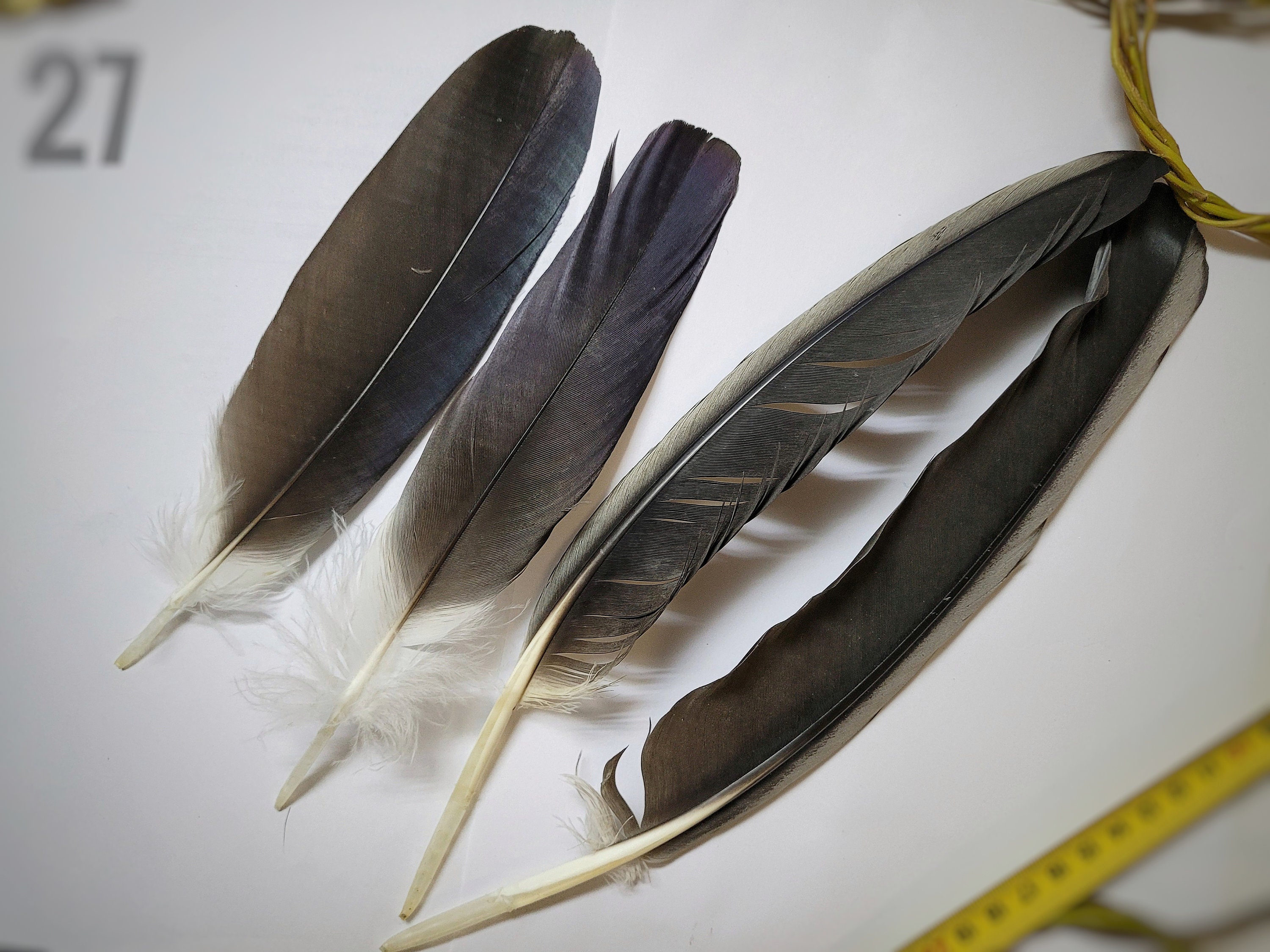 Large WHITE Rhea Wing Feathers, Natural Colour, Long Craft Art Quill, 16 20  Inches Long 