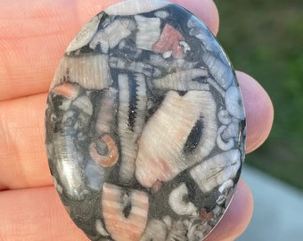 Crinoid Marble Sushi Stone Fossil Cabochon