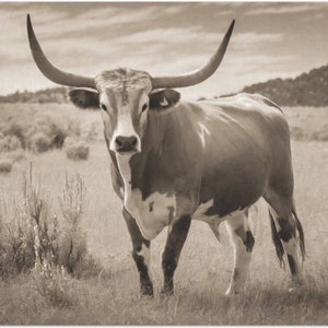 Longhorn in the Country Large Decoupage Tissue Paper (Custom Sizes Available)