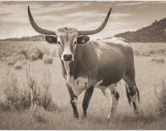 Longhorn in the Country Decoupage Paper (Custom Sizes Available)