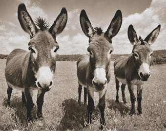 Donkeys in the Pasture Decoupage Paper (Custom sizes available)