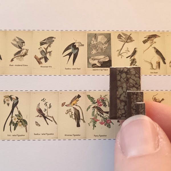 1:12 AUDUBON Birds of America miniature book with 32 pages. Printable DOWNLOAD Only. Bonus 1/24 and 1/48 scale included