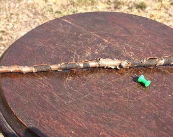 Magic Wand  Lunar Meteorite Fusion Crusted Oak Branch,  14"