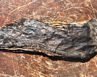 Meteorite,  Lunar Meteorite, Fusion Crust On Oak Tree  3.5 cm x 11.5 cm