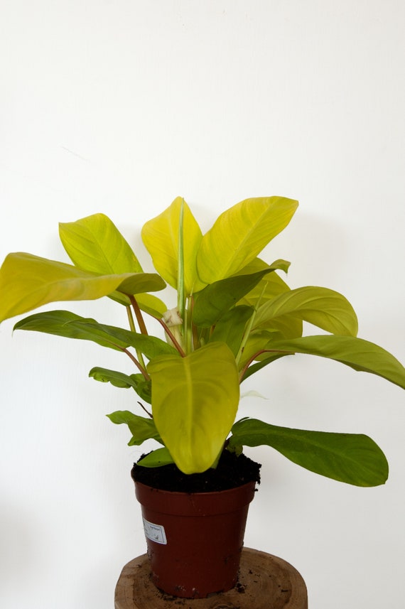 dodonaea viscosa plant Hopbush Dodonaea viscosa 20 Seeds – R&B Floridaseeds main image 0