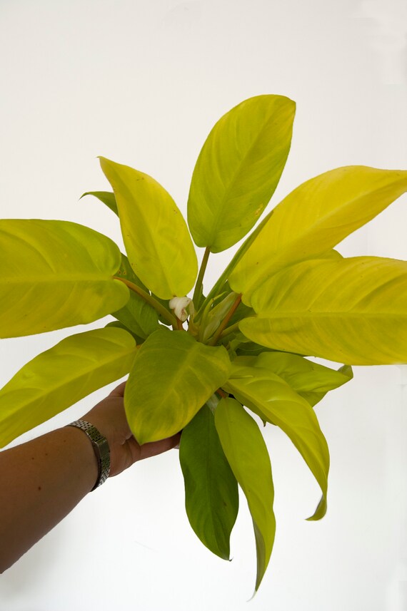 Philodendron Malay Gold Houseplant - Etsy New Zealand