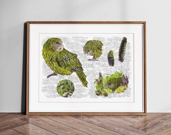 Kakapo Art Print – Bird Wall Art – Nature Illustration – Limited Edition