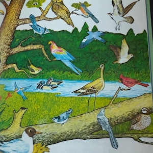 May include: A colorful illustration of various birds in a forest setting. The birds are perched on branches, flying in the air, and swimming in a pond. The text "What is a bird?" is written at the bottom of the image.