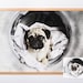 Custom Pug Portrait, Custom Pet Portrait, Personalized Pug Gift ...